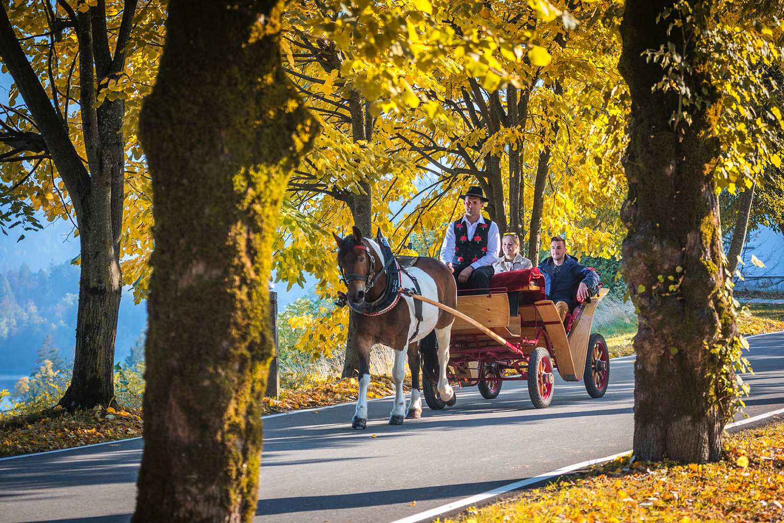Blejska kočija s konjem v jesenskem drevoredu na Bledu